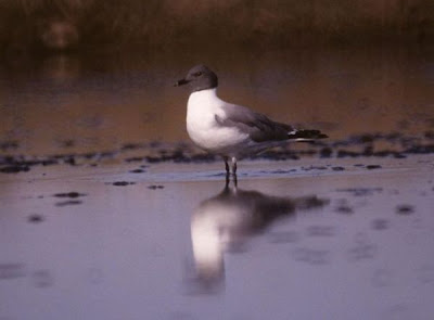 Gaivota de Sabine