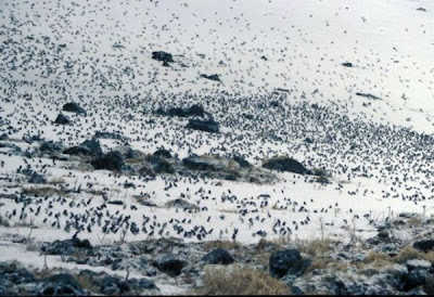 Aethia pusilla,
Least Auklet Aethia pusilla,
Least Auklet
