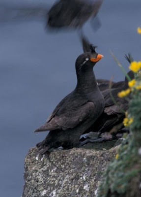Aethia cristatella,
Alca minore crestata,
Alcuela crestada,
Crested Auklet,
M&eacute;rgulo Empenachado,
Schopfalk,
Starique cristatelle