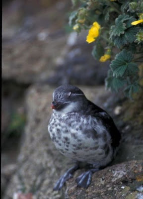 Aethia pusilla,
Least Auklet Aethia pusilla,
Least Auklet