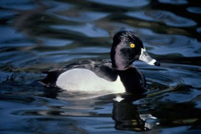 Aythya collaris,
fuligule &agrave; collier,
Moriglione dal collare,
Pato pico anillado,
Porr&oacute;n Acollarado,
Ring-necked Duck,
Ringschnabelente,
Zarro-de-colar