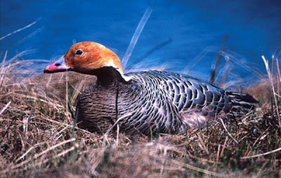 Ansar Emperador