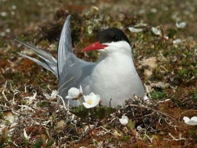 Arctic Tern