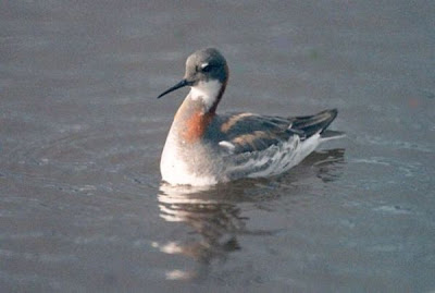 Falaropo beccosottile Falaropo beccosottile