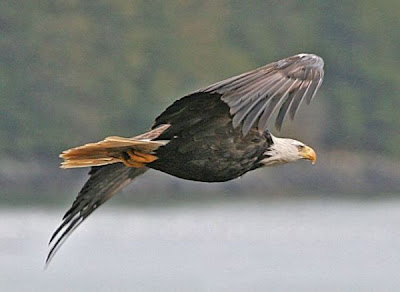 Bald Eagle Bald Eagle