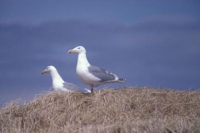 Gabbiano glauco del Pacifico
