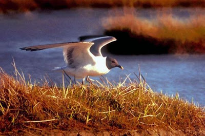 Gaivota de Sabine