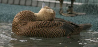 Eider-de-lunetas Eider-de-lunetas