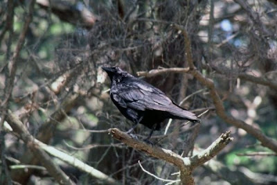 Grand corbeau Grand corbeau