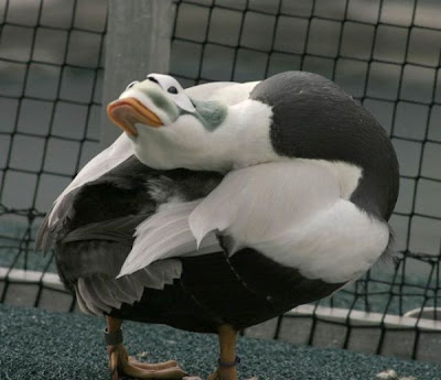 Eider-de-lunetas Eider-de-lunetas