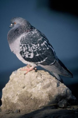 Common Pigeon Common Pigeon