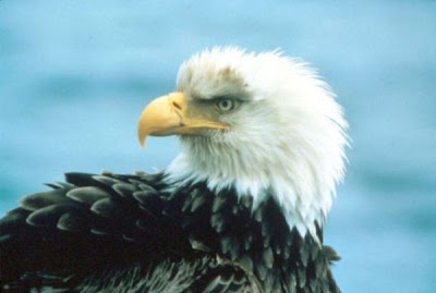 Bald Eagle Bald Eagle