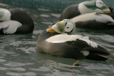 Eider-de-lunetas Eider-de-lunetas