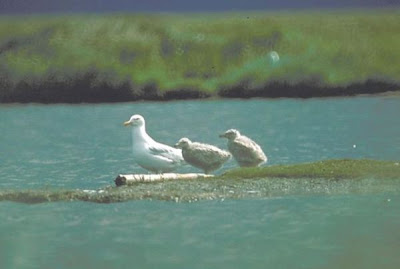 Gaivota-hiperb�rea
