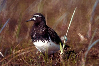Black Turnstone Black Turnstone