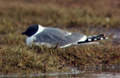 Gaivota de Sabine