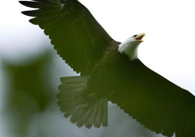 Bald Eagle Bald Eagle