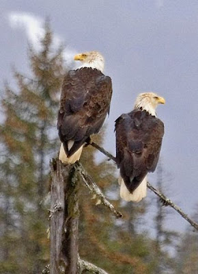 Halieetus leucocephalus