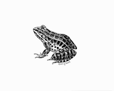 Rana palustris,
grenouille des marais,
Pickerel Frog