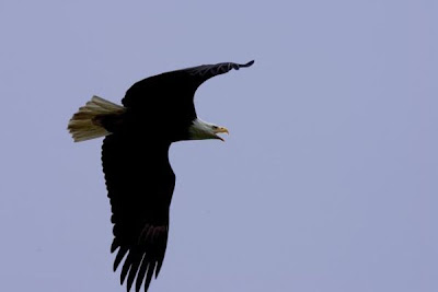 Bald Eagle Bald Eagle