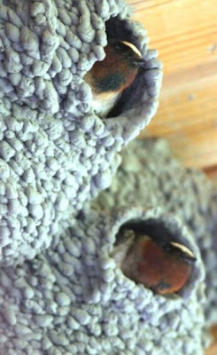 Cliff Swallow Cliff Swallow