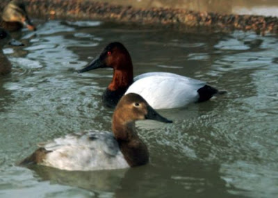 Canvasback Canvasback