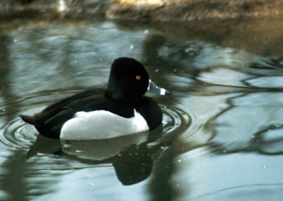 Aythya collaris,
fuligule &agrave; collier,
Moriglione dal collare,
Pato pico anillado,
Porr&oacute;n Acollarado,
Ring-necked Duck,
Ringschnabelente,
Zarro-de-colar