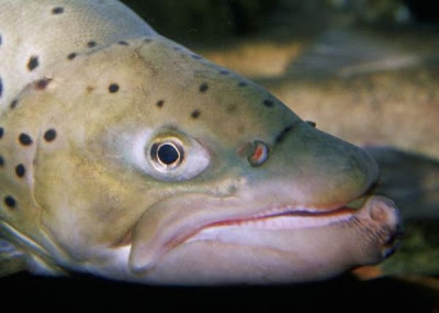Brown trout Brown trout