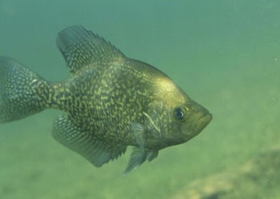 Black crappie Black crappie