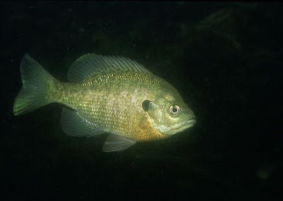 Bluegill Bluegill