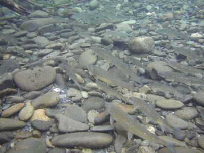 Bull trout Bull trout