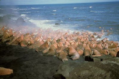 Odobenus rosmarus,
morse,
Walrus