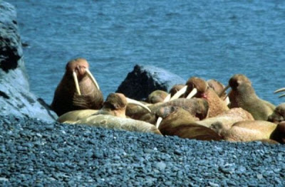 Odobenus rosmarus,
morse,
Walrus