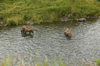 Brown Bear Brown Bear