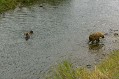 Brown Bear Brown Bear