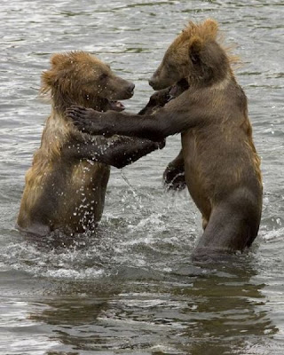 Brown Bear Brown Bear