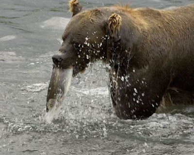 Brown Bear Brown Bear