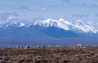 Rangifer tarandus,
caribou,
reindeer