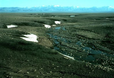 Rangifer tarandus,
caribou,
reindeer