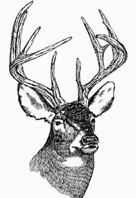 Odocoileus virginianus,
cerf de Virginie,
Venado cola blanca,
white-tailed deer