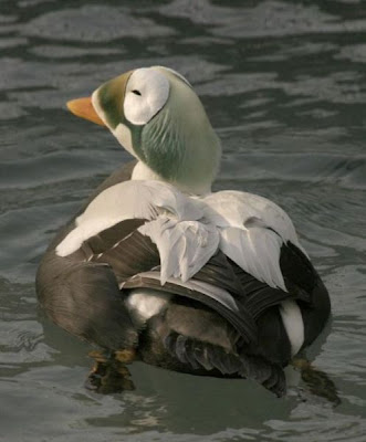 Eider-de-lunetas Eider-de-lunetas