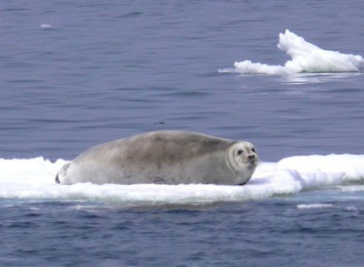 Bearded Seal Bearded Seal