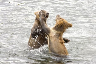 Brown Bear Brown Bear