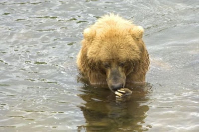Brown Bear Brown Bear