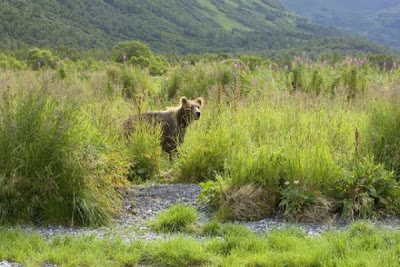Brown Bear Brown Bear