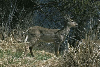 Odocoileus virginianus,
cerf de Virginie,
Venado cola blanca,
white-tailed deer