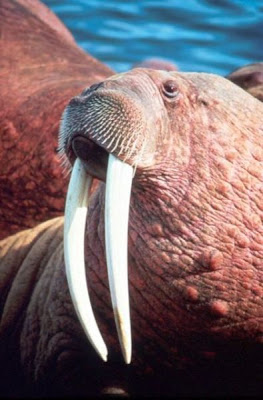 Odobenus rosmarus,
morse,
Walrus