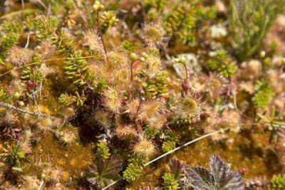 Drosera a foglie rotonde Drosera a foglie rotonde