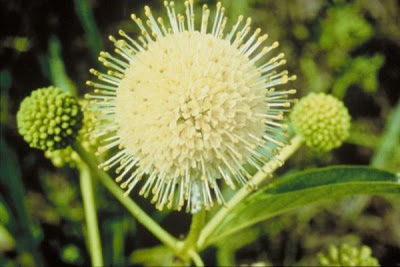 Common buttonbush Common buttonbush