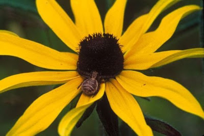 Marguerite jaune Marguerite jaune